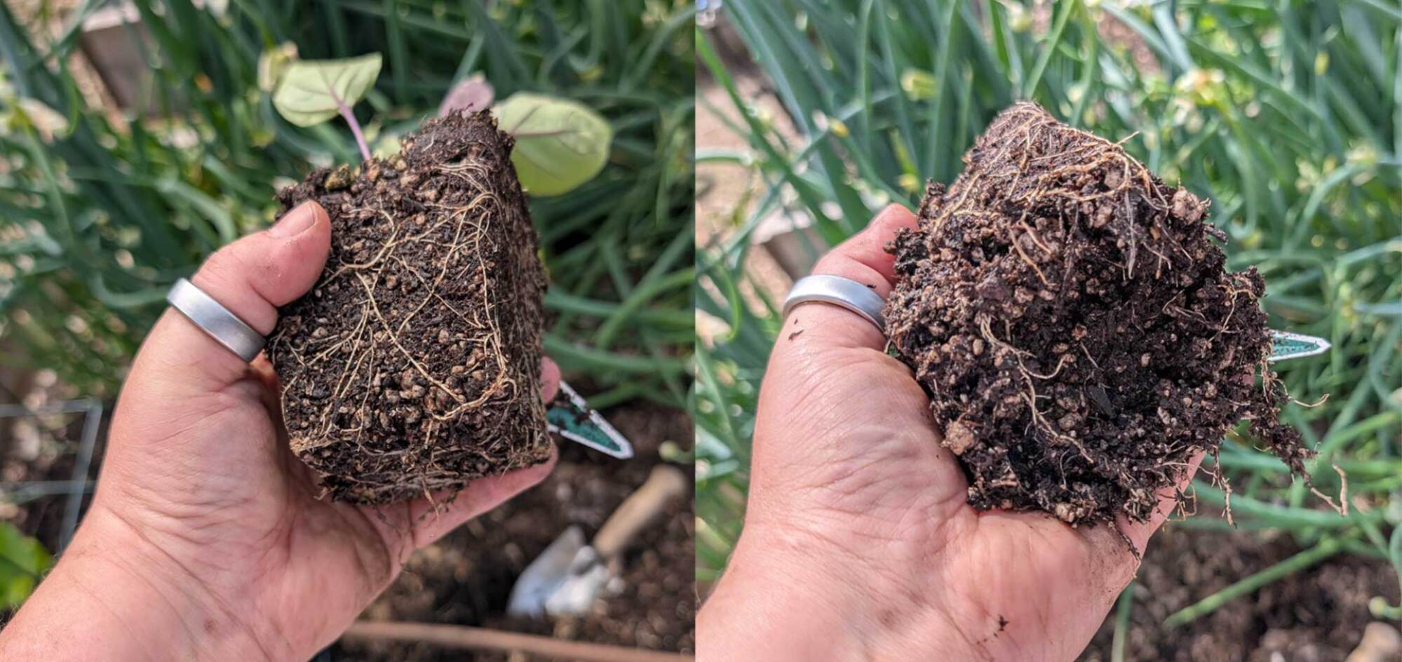 eggplant seedling before and after roots broken up