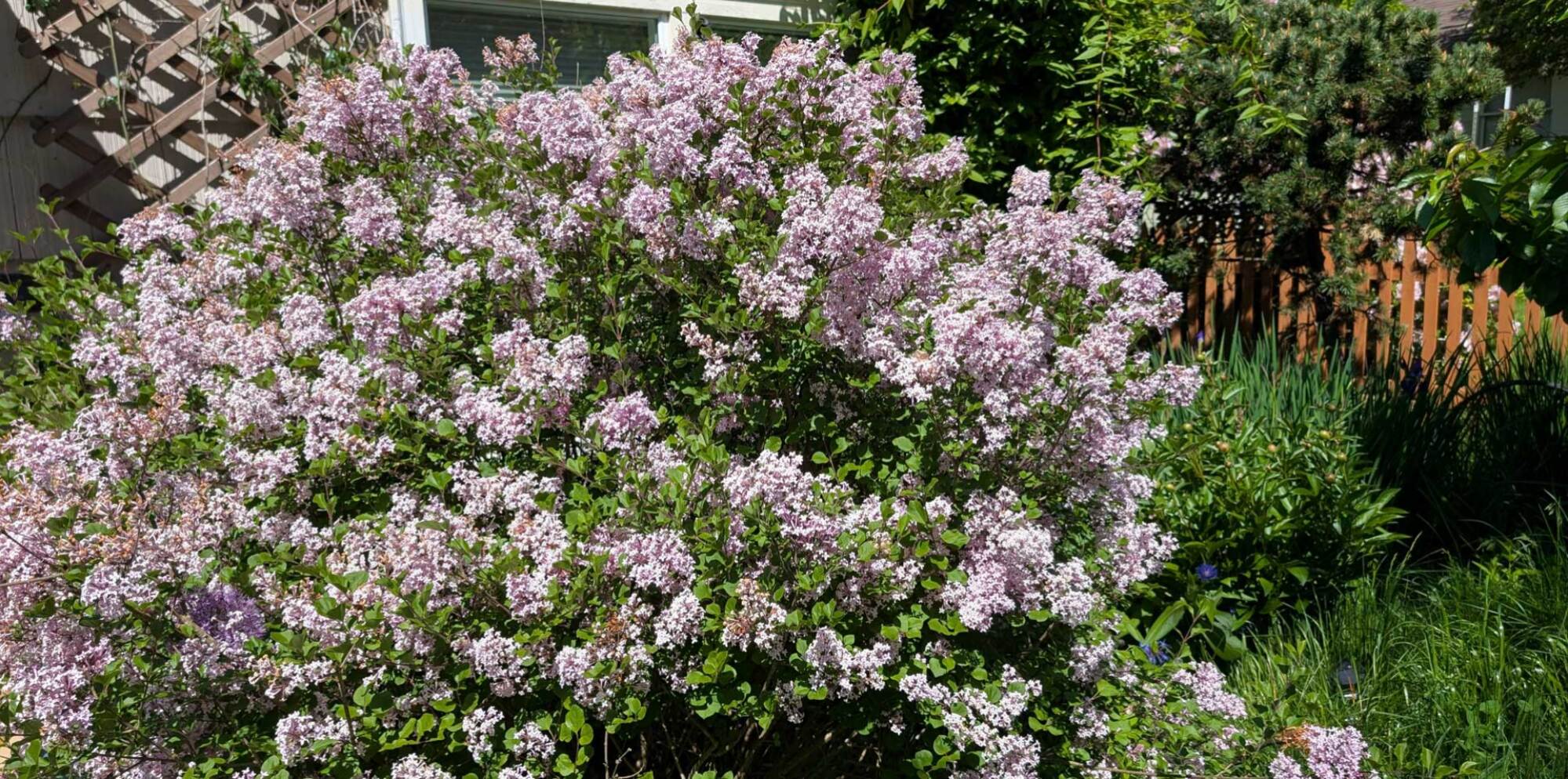 lilac bush
