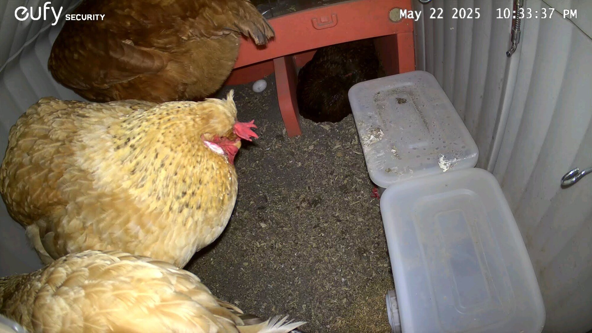 Chickens in the coop