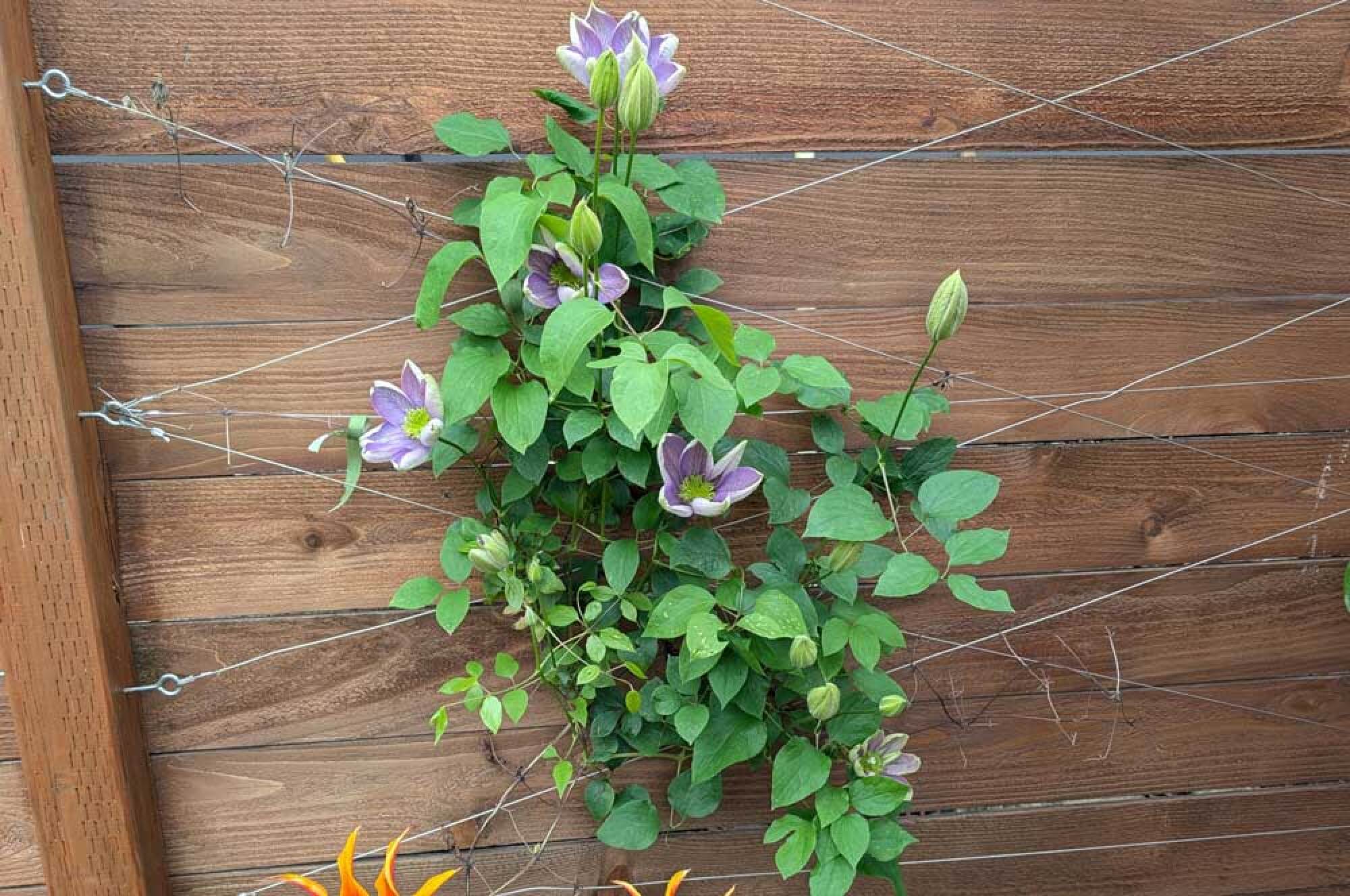 Clematis climbing wall