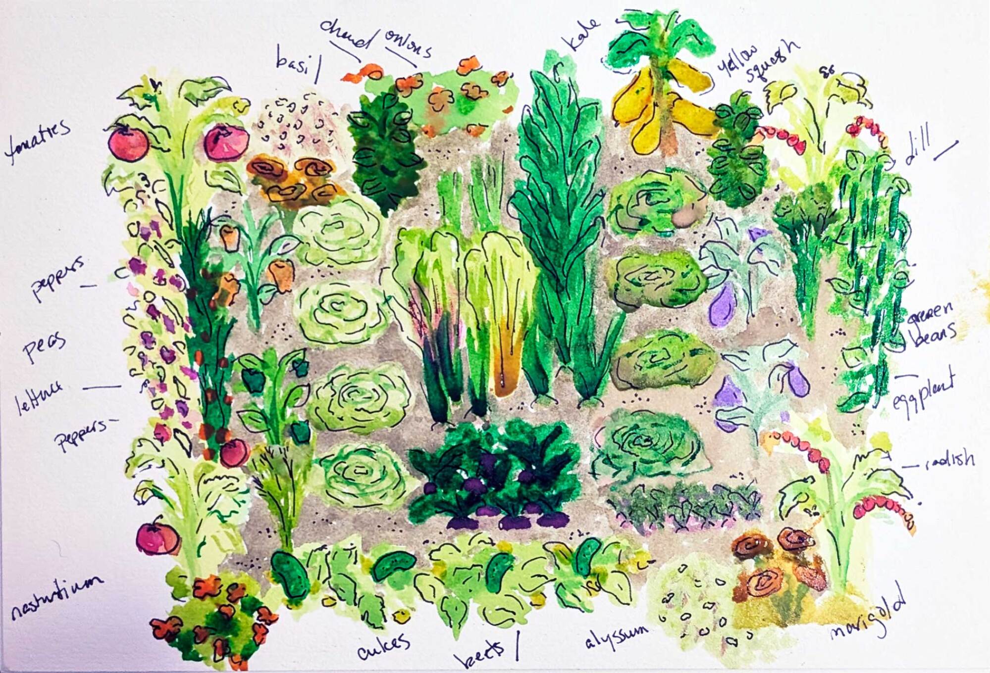 sketch of the finished garden