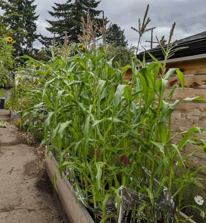 Corn growing in blocks