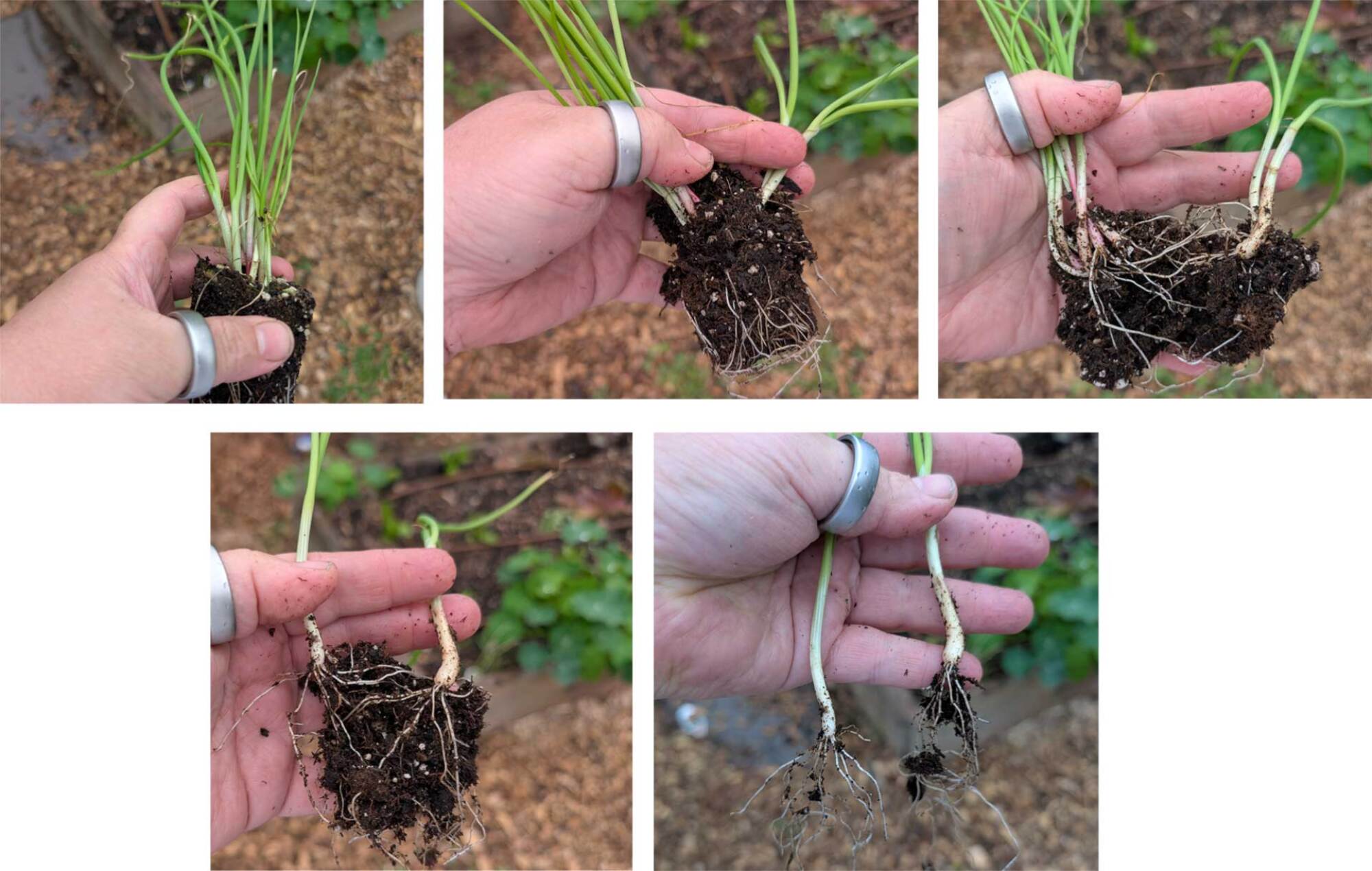 Separating onion seedlings