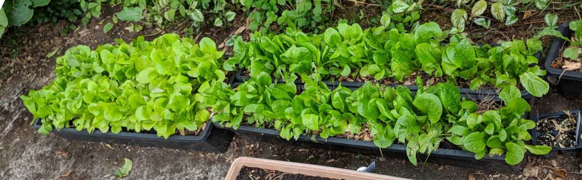 lettuce grown in troughs