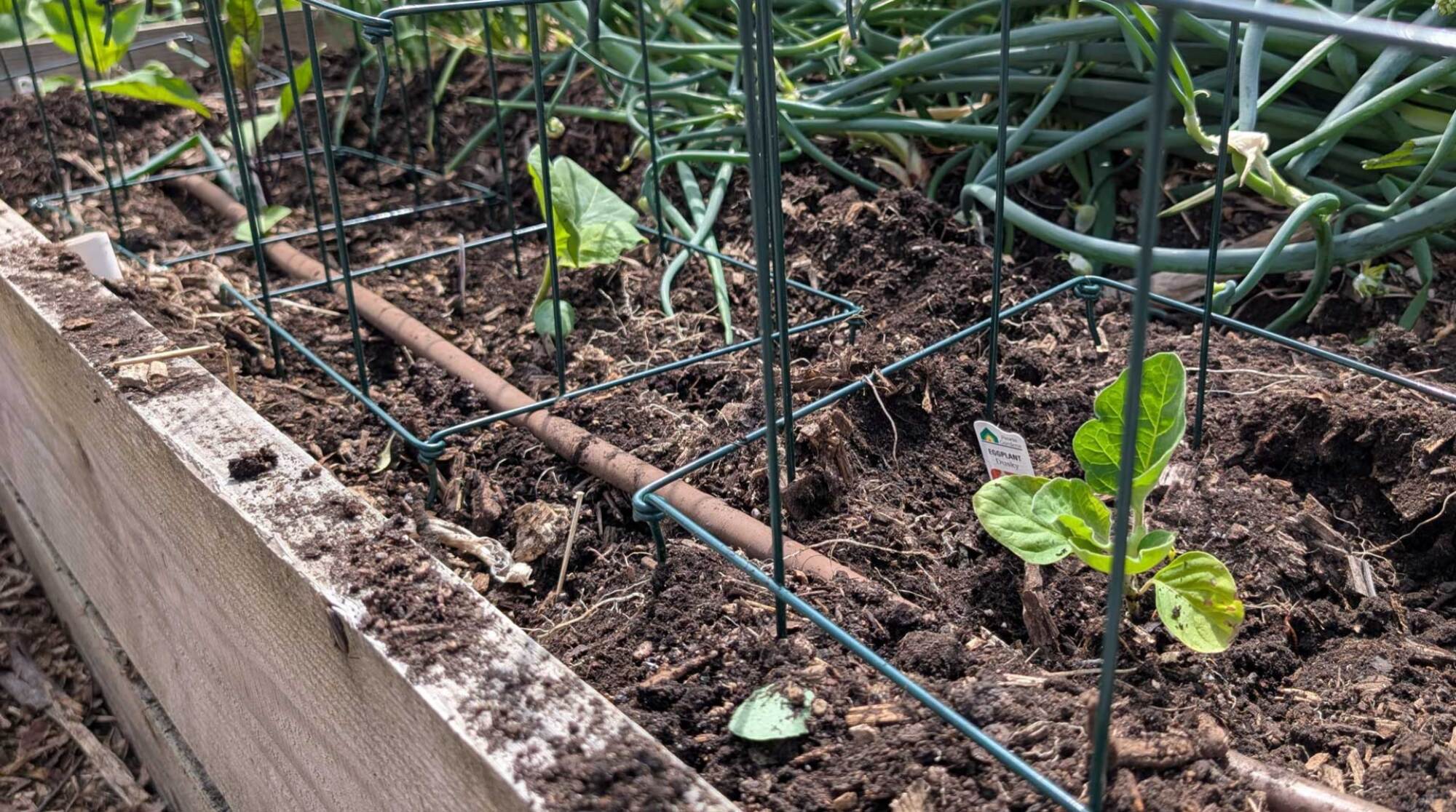 Eggplants planted deep