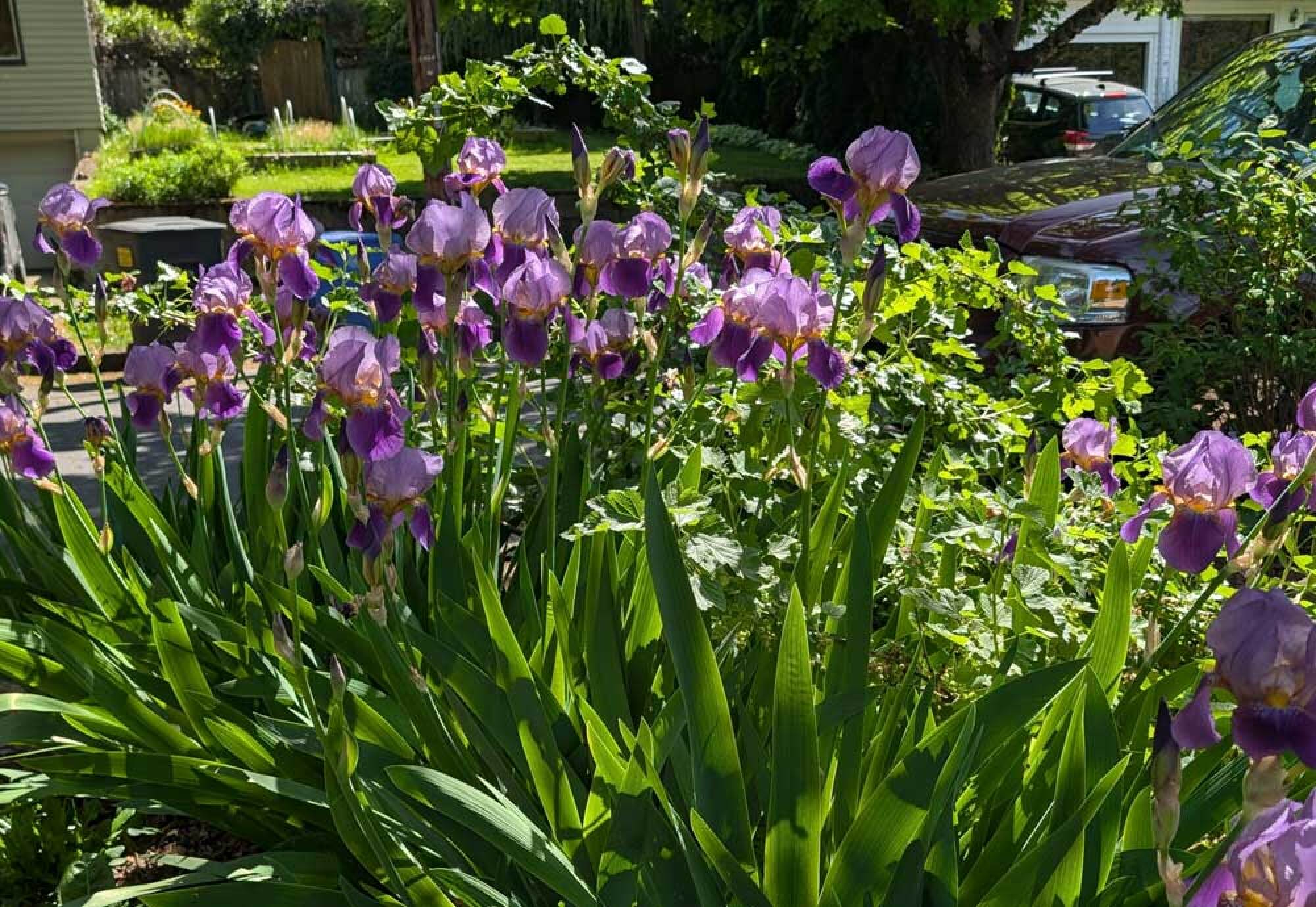 irises in bloom