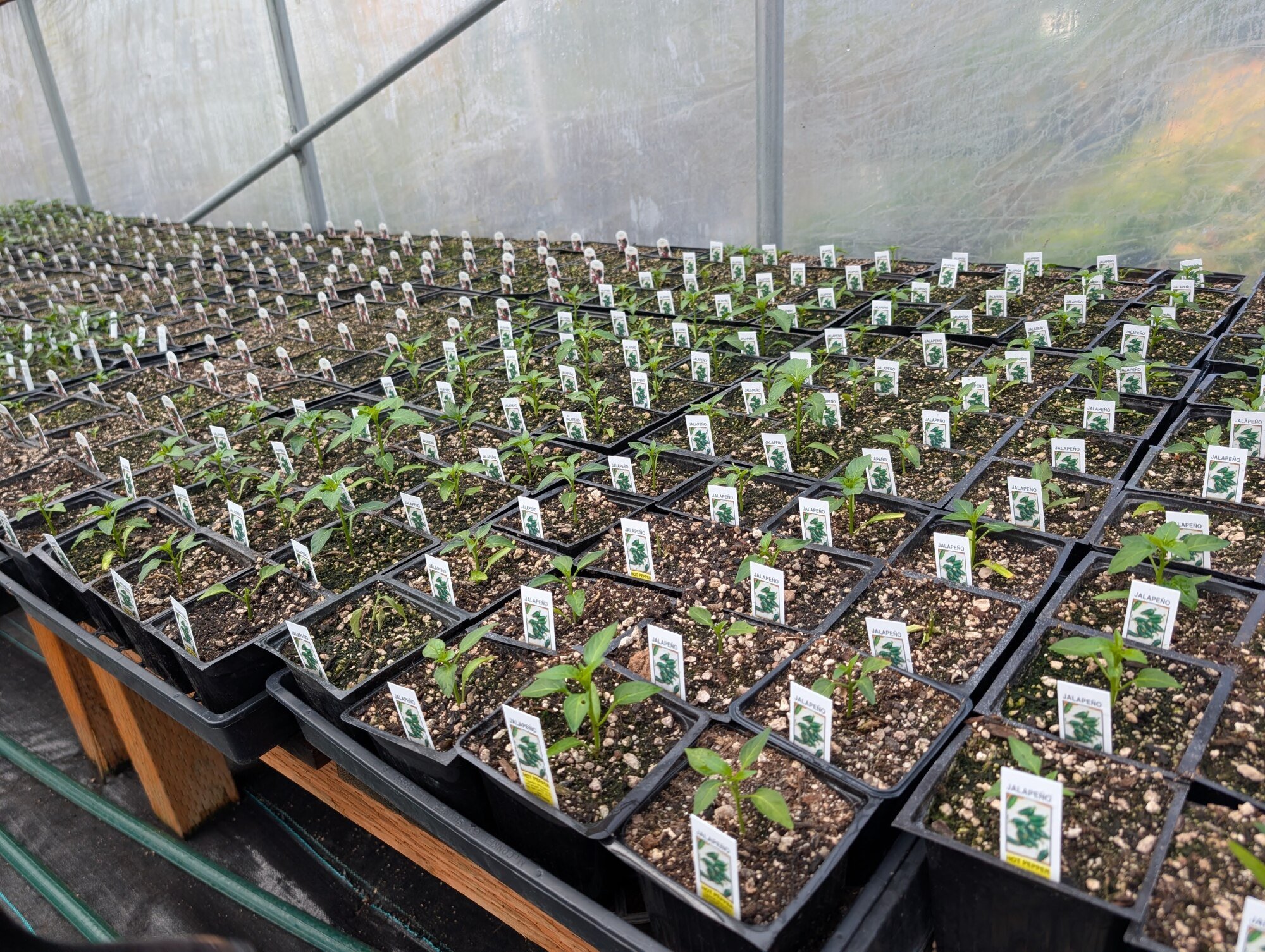 plant tags