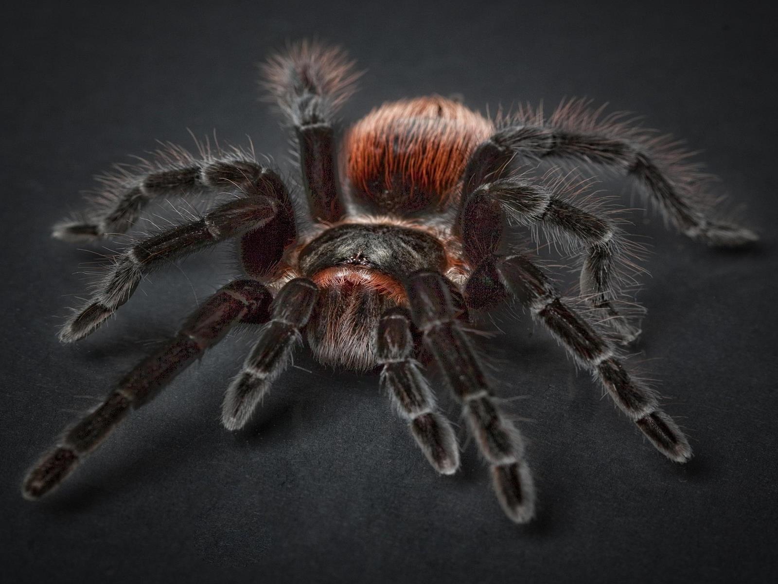 Scattered Spider Hackers Target Insurance Firms In A Vicious Ransomware Web