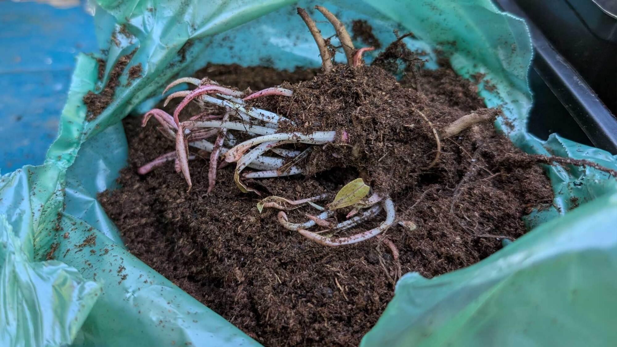 bare root plant in packaging