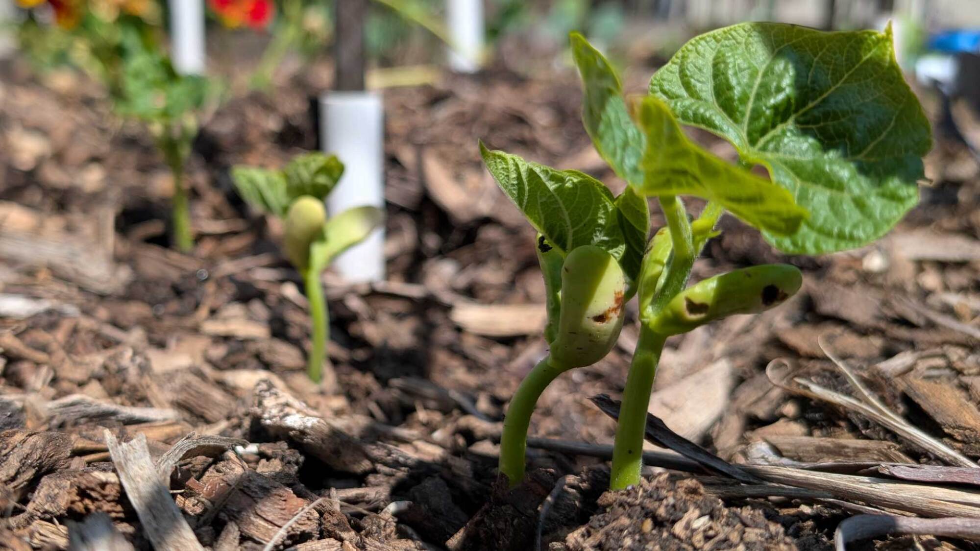 beans emerging from the soil