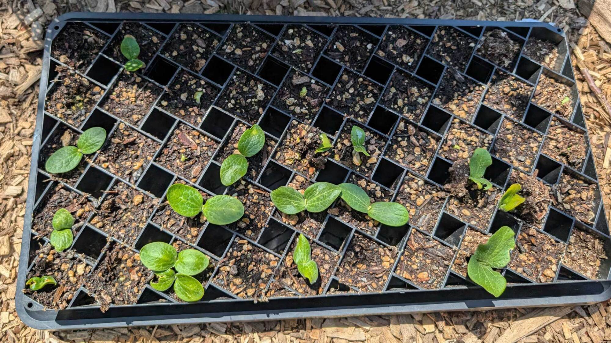 pumpkin seeds growing in a tray