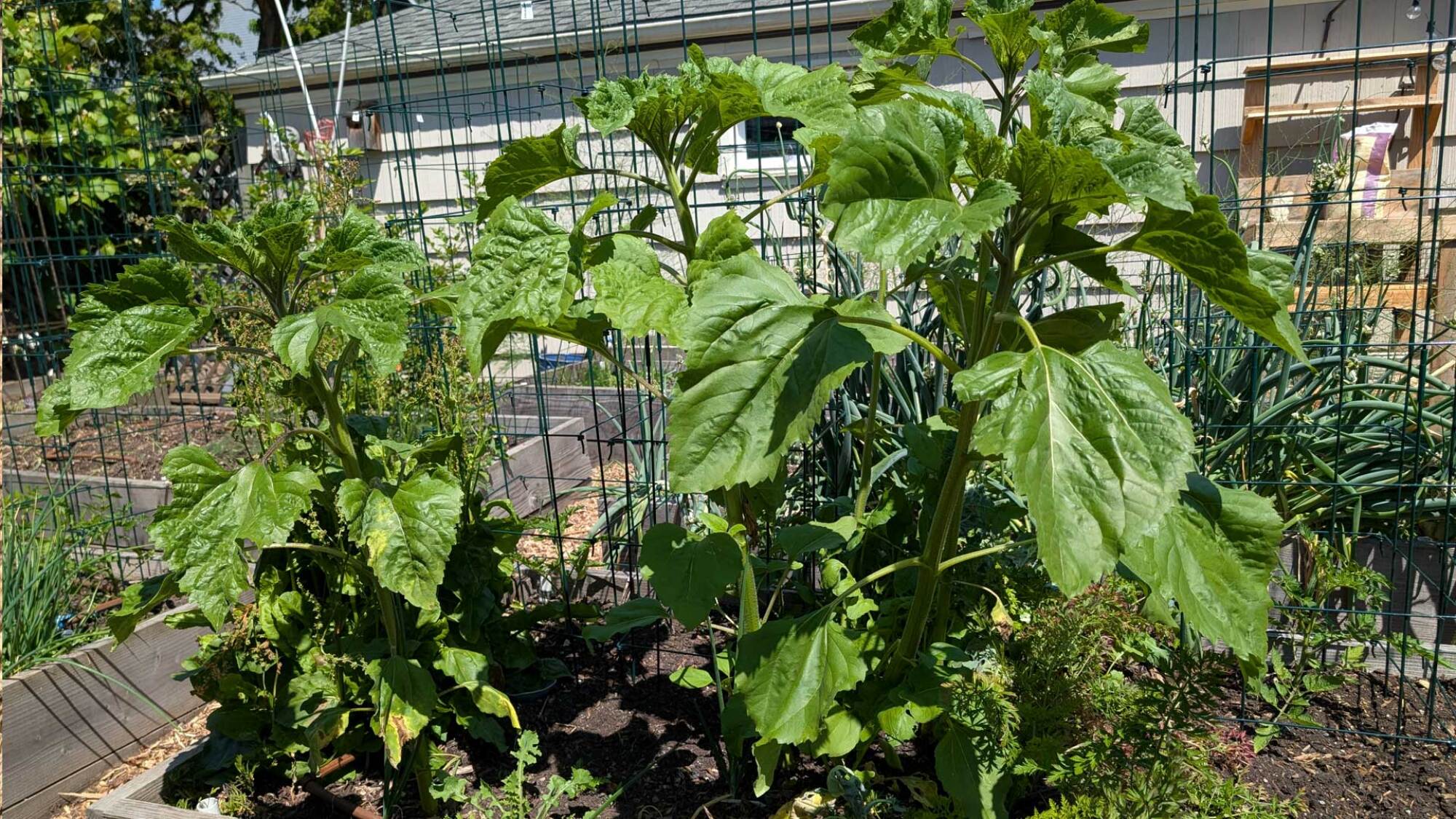 sunflowers self seeding