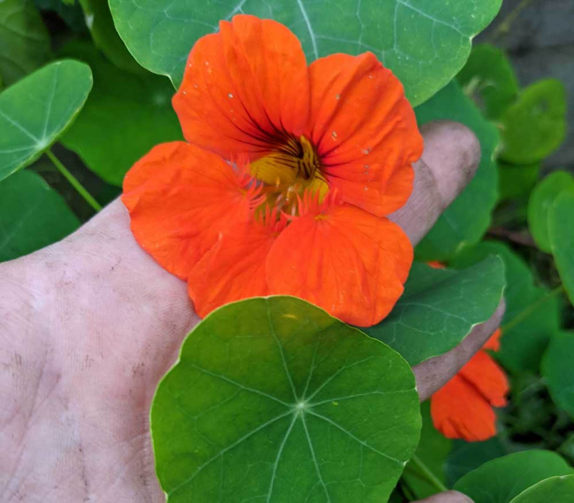 nasturtiums growing
