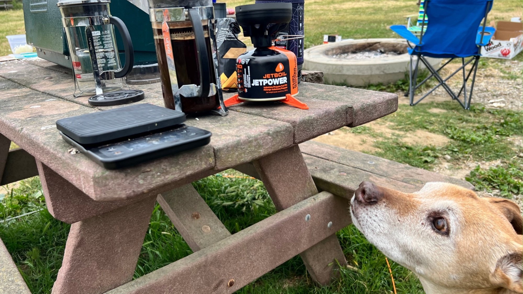 Dog looks at camping gear