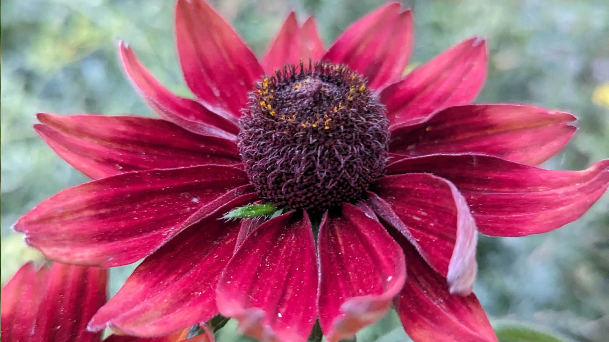 coneflower growing