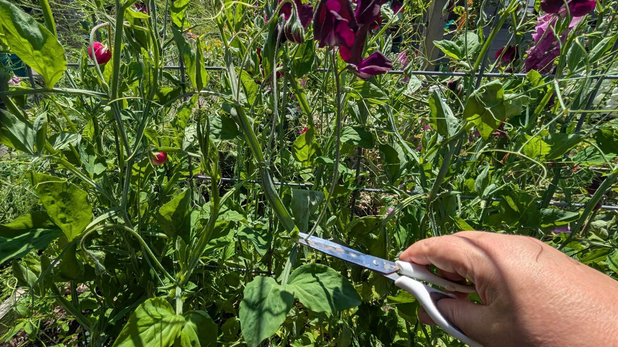 Cutting sweet peas with a scissor