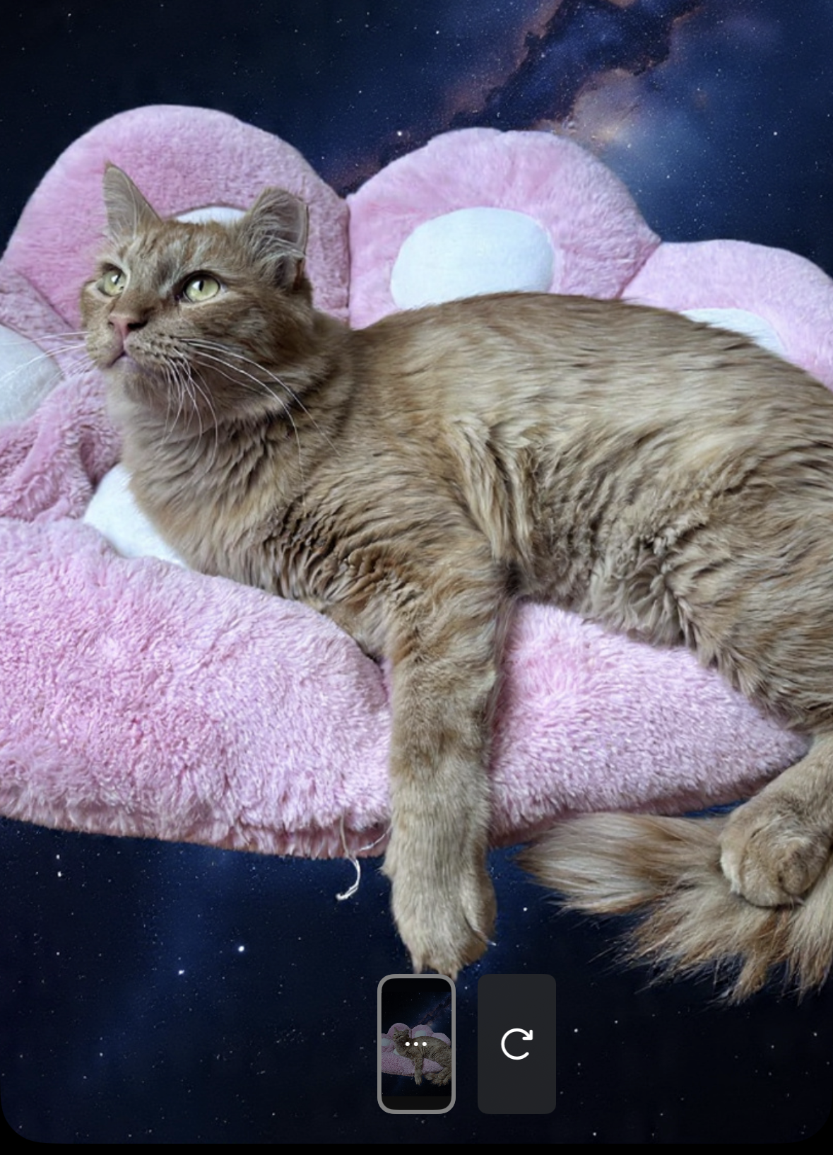 I asked Meta AI to "make it look like the cat is in space."