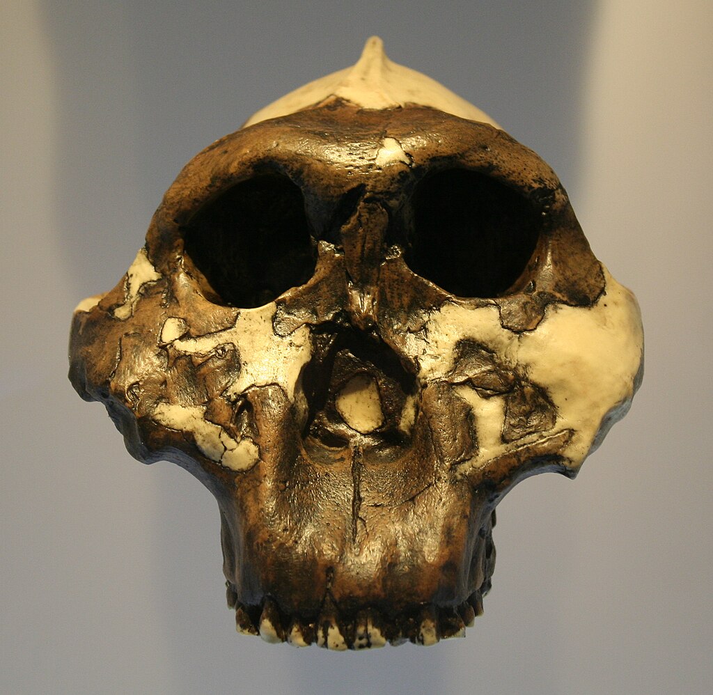 The skull of an early hominid, aged to a dark brown color. The skull is fragmentary, but the fragments are held in the appropriate locations by an underlying beige material.