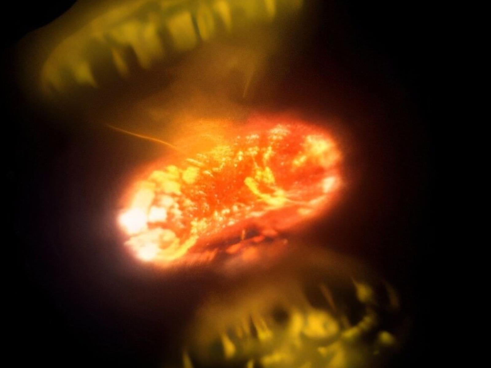 Astronomers Capture Close-Up Images Of Exploding Stars In Stunning Detail