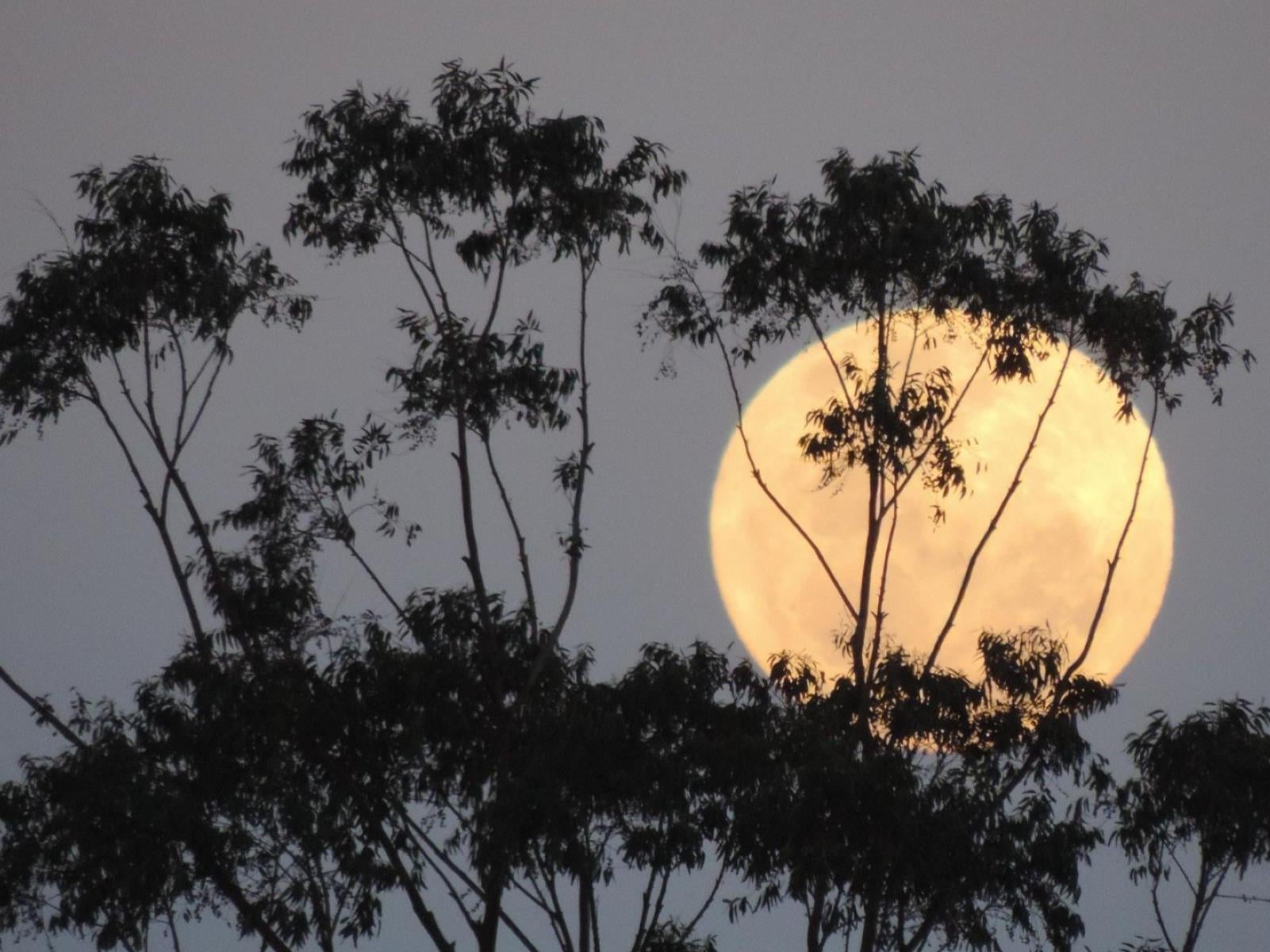 Wolf Supermoon Gets Ready To Howl As First Full Moon Of 2026
