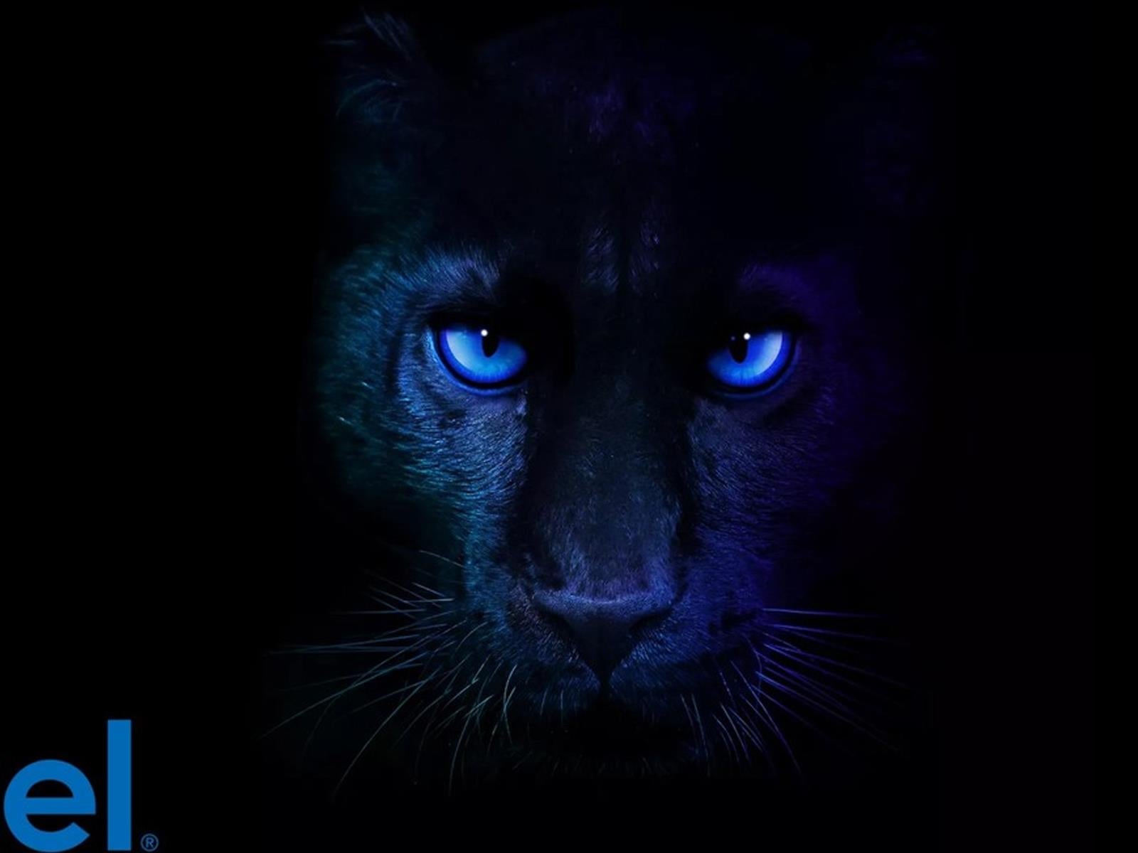 Intel Delays Panther Lake CPUs For Gaming Handhelds, Leaker Says