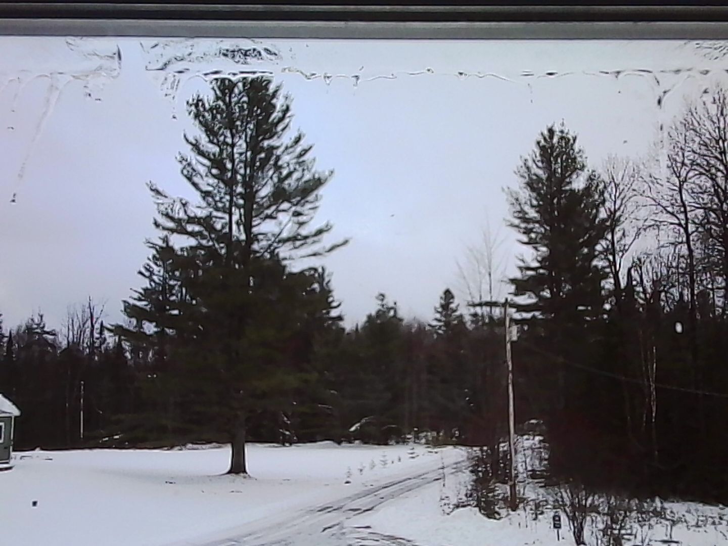 A low-res image of a tree standing in a snow-covered field, with other trees in the background